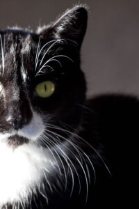 Fix-A- Feral Program will fix 150 stray cats